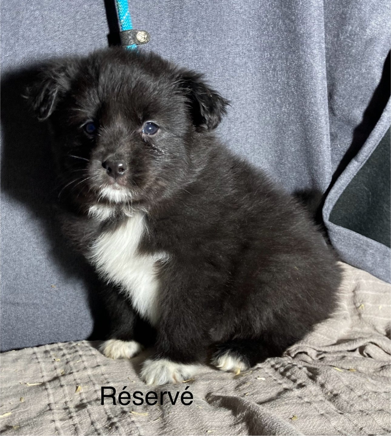 chiot Berger americain miniature Noir bicolore Elevage in memory of nanou