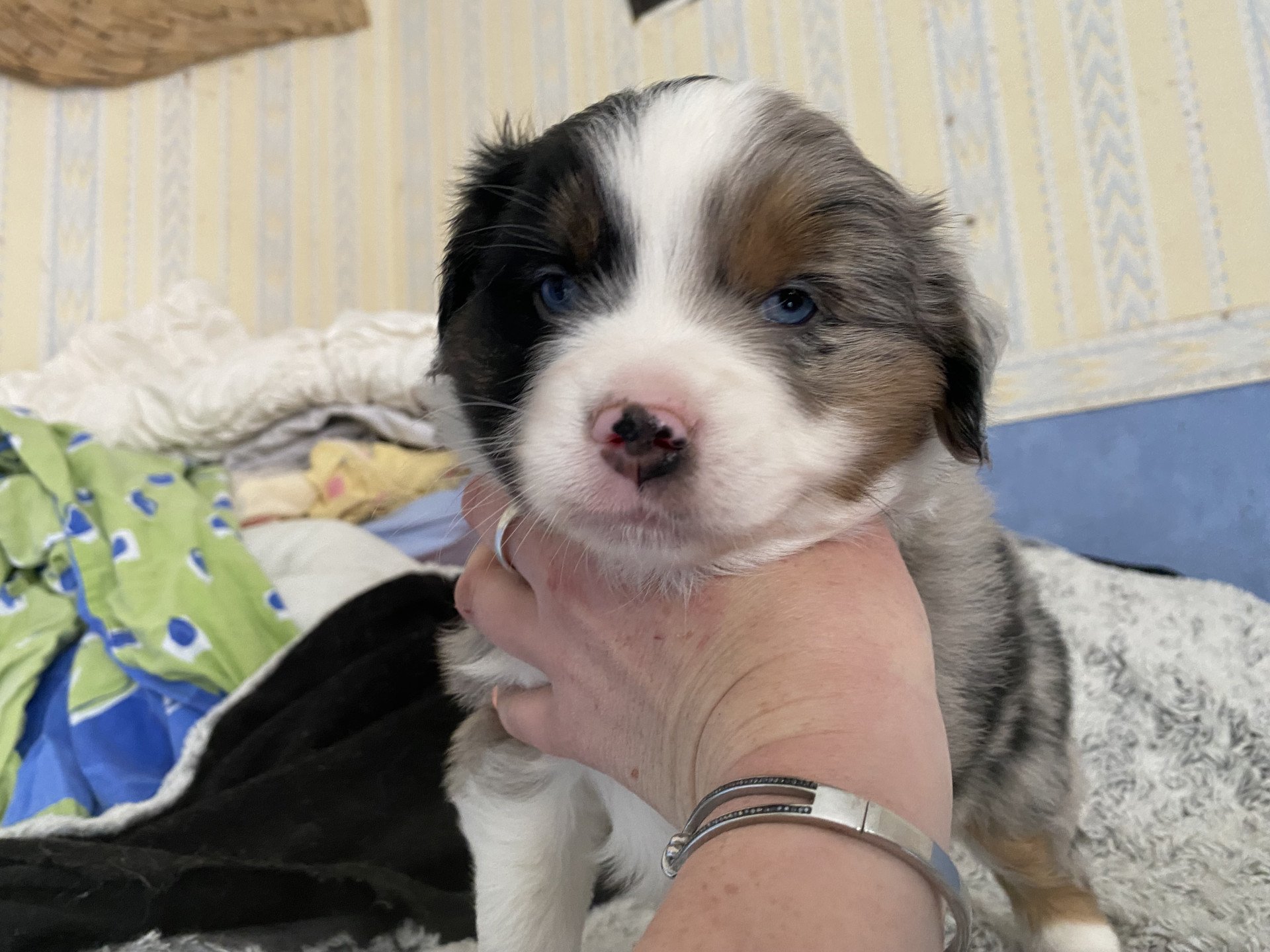 chiot Berger americain miniature Bleu merle Elevage in memory of nanou