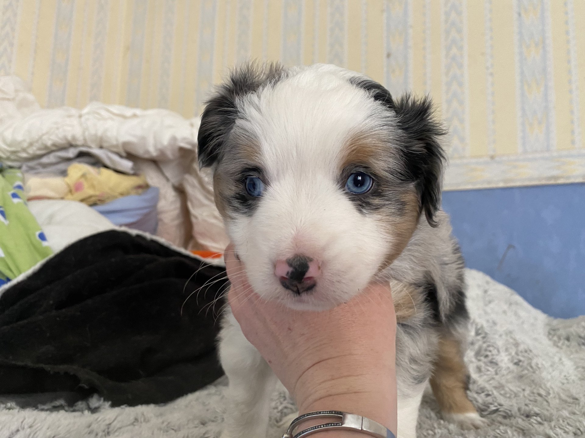 chiot Berger americain miniature Bleu merle Elevage in memory of nanou