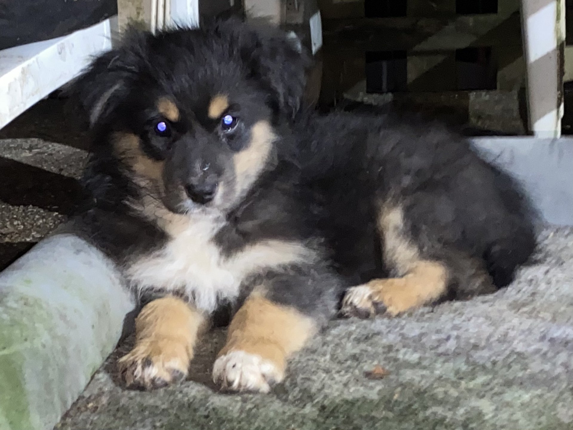 chiot Berger australien Noir tricolore Elevage in memory of nanou