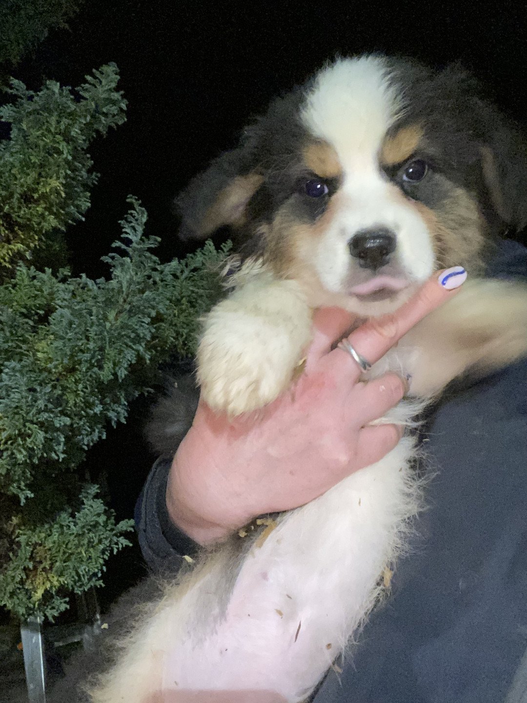chiot Berger australien Noir tricolore Misha Elevage in memory of nanou