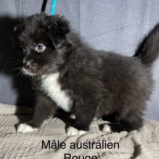 chiot Berger australien noir bicolore Elevage in memory of nanou