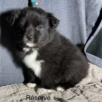 chiot Berger americain miniature Noir bicolore Elevage in memory of nanou chiot Berger americain miniature Noir bicolore Elevage in memory of nanou