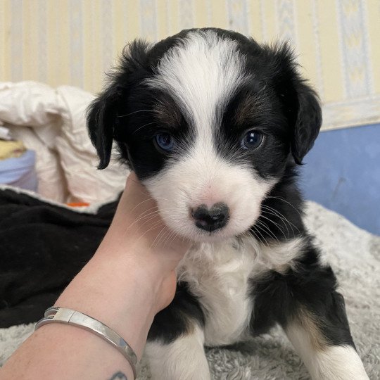 1er chiot (Portée SALLY ❤ Padd panik 2024) - Mâle Noir tricolore à 1 œil bleu Mâle Berger americain miniature