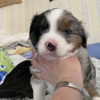 chiot Berger americain miniature Bleu merle Elevage in memory of nanou chiot Berger americain miniature Bleu merle Elevage in memory of nanou