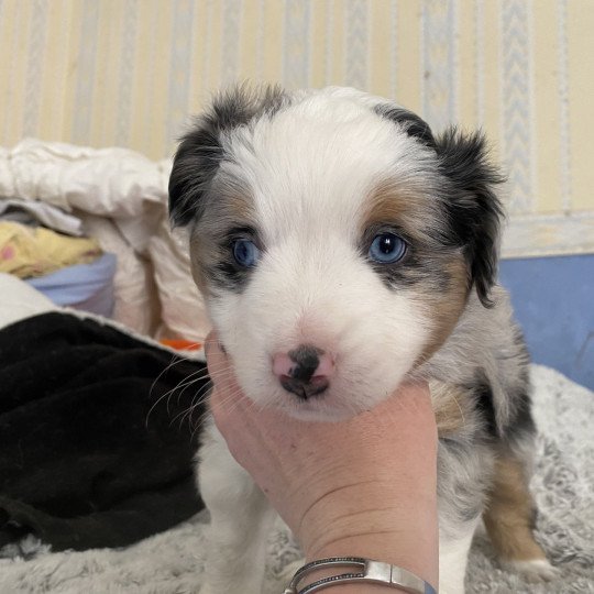 3e chiot (Portée SALLY ❤ Padd panik 2024) - Mâle Bleu merle Mâle Berger americain miniature