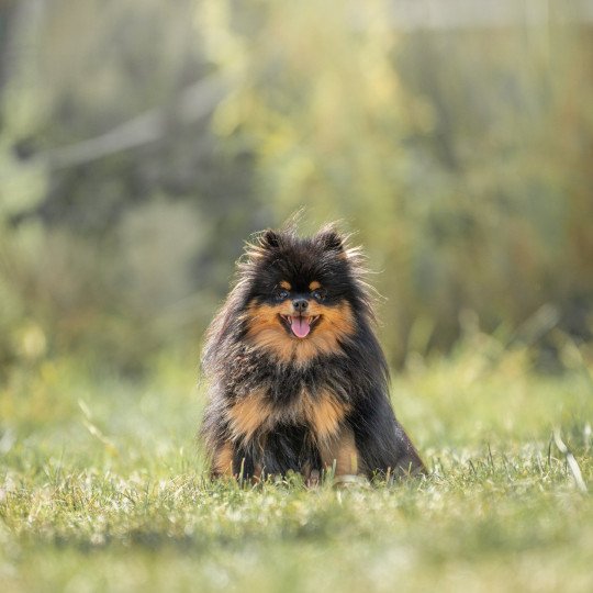 Very beautiful Elsa In memory of nanou Femelle Spitz allemand