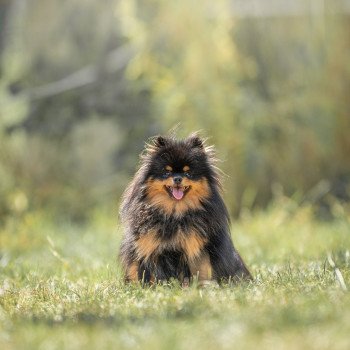 chien Spitz allemand Very beautiful Elsa Elevage in memory of nanou