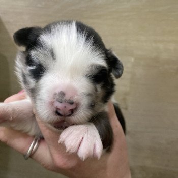 chiot Berger australien Bleu merle Elevage in memory of nanou chiot Berger australien Bleu merle Elevage in memory of nanou