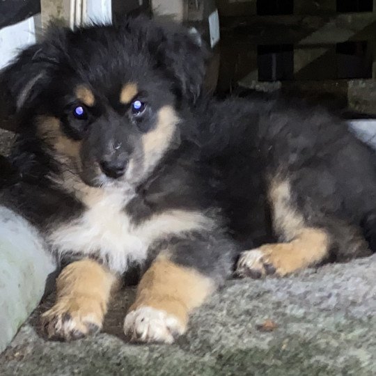 6e chiot (Portée Taboo ❤ Pirate 2024) - Femelle Noir tricolore Femelle Berger australien