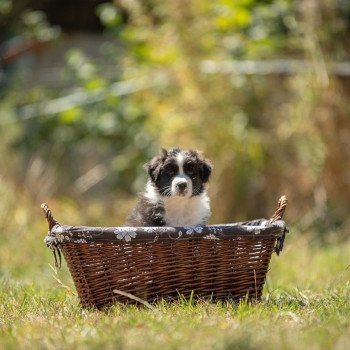 chiot Berger australien Elevage in memory of nanou