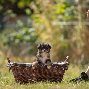 chiot Berger australien Elevage in memory of nanou