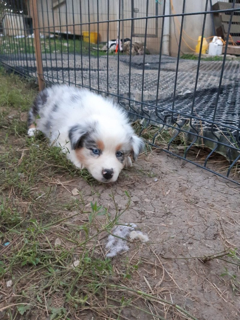 5e chiot (Portée Taboo ❤ OREL) - Mâle  Mâle Berger australien