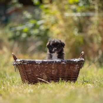 chiot Berger australien Elevage in memory of nanou