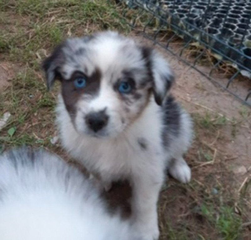 7e chiot (Portée Taboo ❤ OREL) - Femelle  Femelle Berger australien