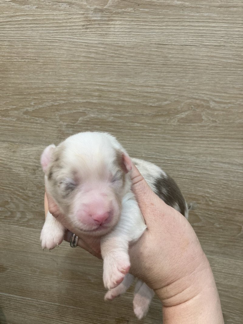 Femelle rouge merle In memory of nanou Femelle Berger australien Femelle rouge merle In memory of nanou Femelle Berger australien