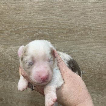 chiot Berger australien Rouge merle Elevage in memory of nanou chiot Berger australien Rouge merle Elevage in memory of nanou