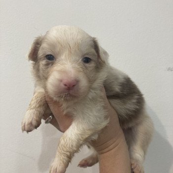 chiot Berger australien Rouge merle Elevage in memory of nanou chiot Berger australien Rouge merle Elevage in memory of nanou