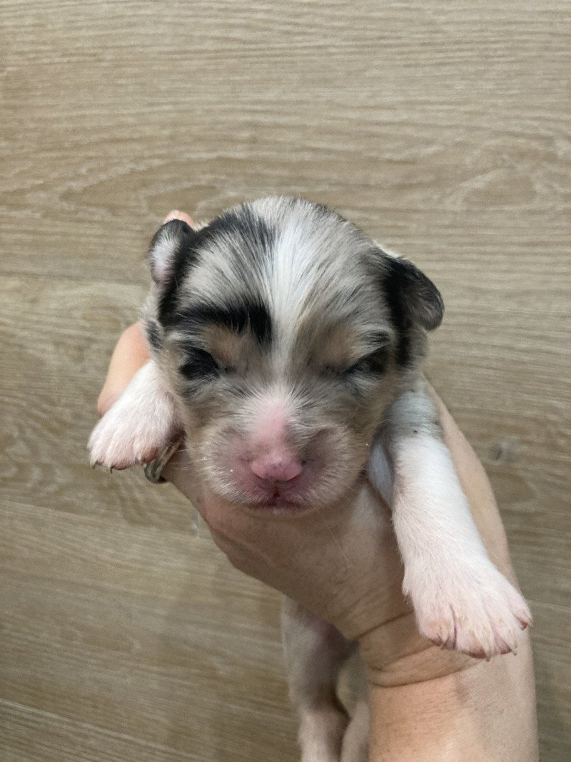 Male bleu tri In memory of nanou Mâle Berger australien Male bleu tri In memory of nanou Mâle Berger australien