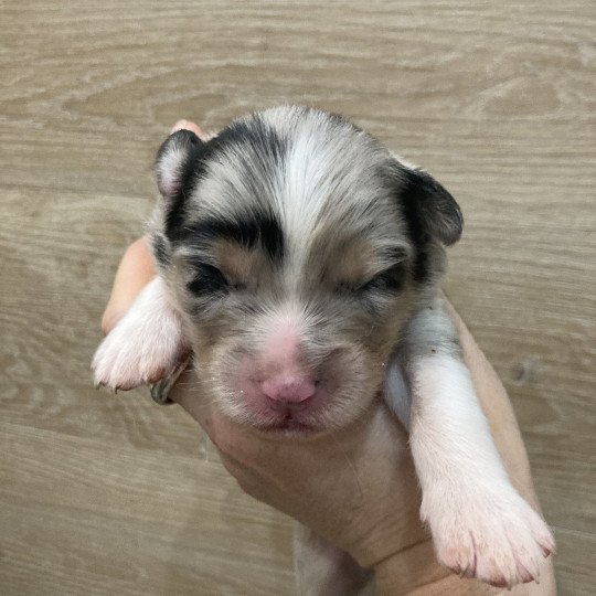 Male bleu tri In memory of nanou Mâle Berger australien