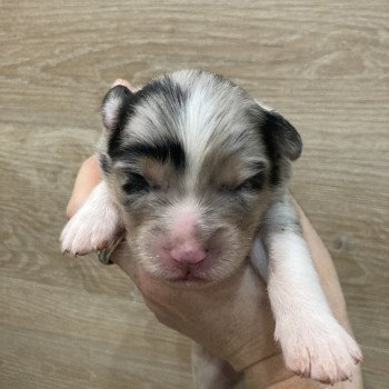 chiot Berger australien Bleu merle Elevage in memory of nanou chiot Berger australien Bleu merle Elevage in memory of nanou