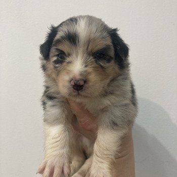 chiot Berger australien Bleu merle Elevage in memory of nanou chiot Berger australien Bleu merle Elevage in memory of nanou