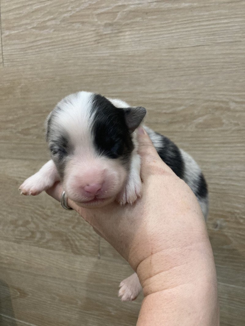 Femelle bleu bi demi tête noire In memory of nanou Femelle Berger australien Femelle bleu bi demi tête noire In memory of nanou Femelle Berger australien