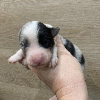 chiot Berger australien Bleu merle bicolore Elevage in memory of nanou chiot Berger australien Bleu merle bicolore Elevage in memory of nanou