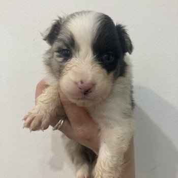 chiot Berger australien Bleu merle bicolore Elevage in memory of nanou chiot Berger australien Bleu merle bicolore Elevage in memory of nanou