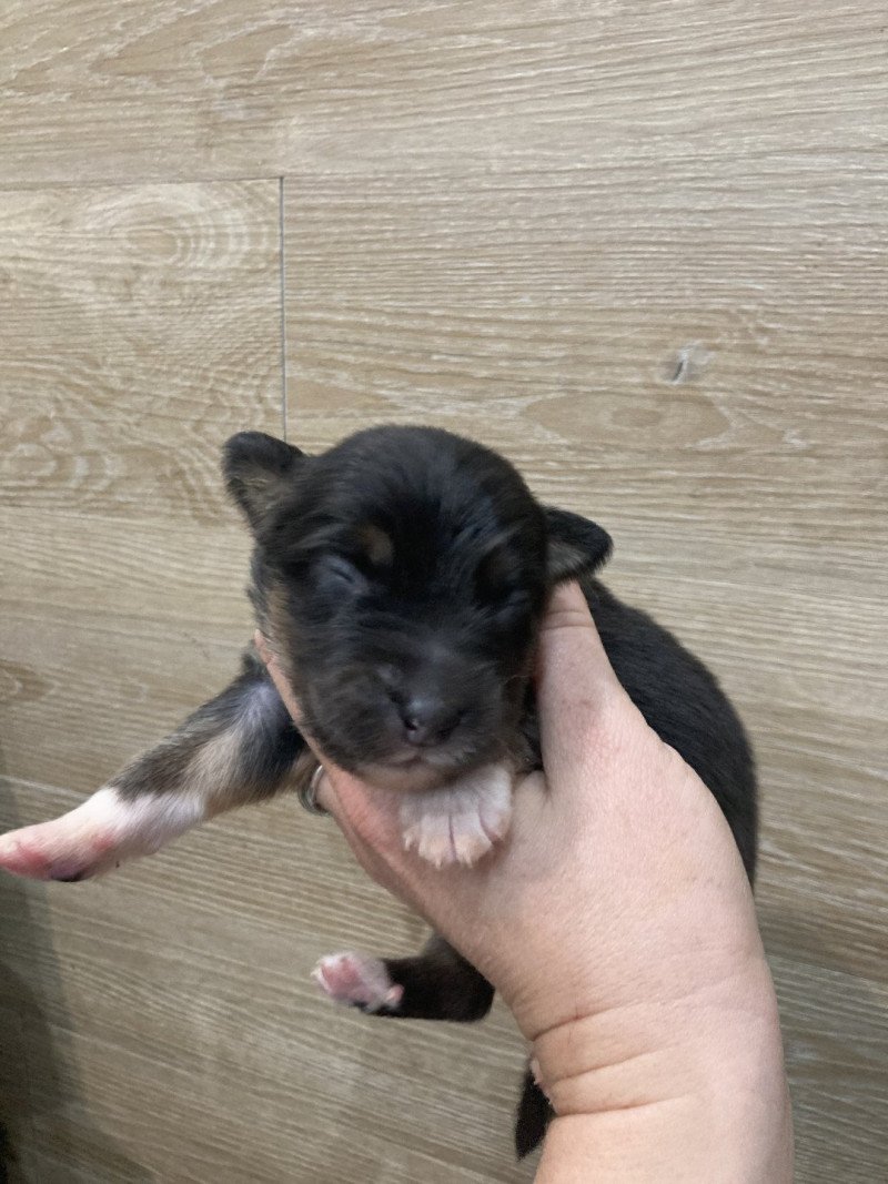 Mâle noir tri In memory of nanou Mâle Berger australien Mâle noir tri In memory of nanou Mâle Berger australien