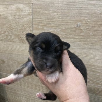 chiot Berger australien Noir tricolore Elevage in memory of nanou chiot Berger australien Noir tricolore Elevage in memory of nanou