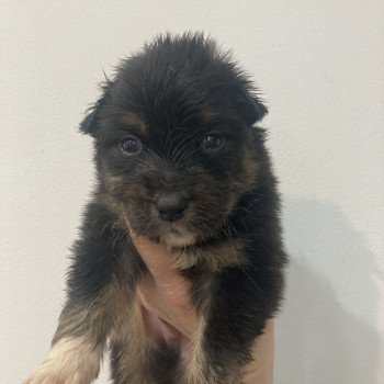 chiot Berger australien Noir tricolore Elevage in memory of nanou chiot Berger australien Noir tricolore Elevage in memory of nanou