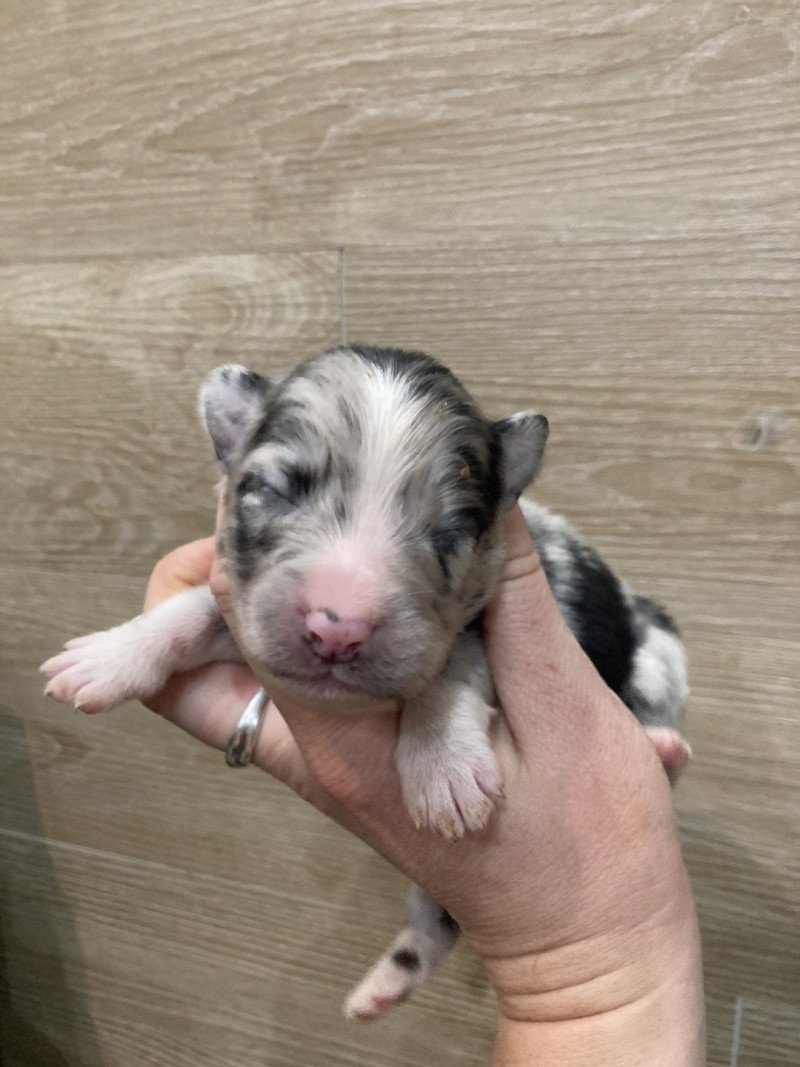 Male bleu bi In memory of nanou Mâle Berger australien Male bleu bi In memory of nanou Mâle Berger australien