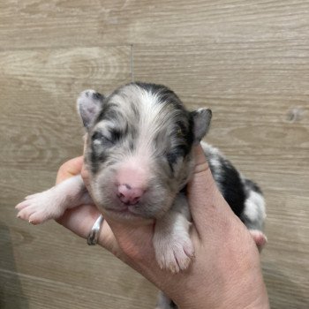 chiot Berger australien Bleu merle bicolore Elevage in memory of nanou chiot Berger australien Bleu merle bicolore Elevage in memory of nanou
