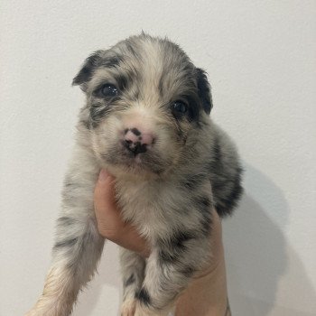 chiot Berger australien Bleu merle bicolore Elevage in memory of nanou chiot Berger australien Bleu merle bicolore Elevage in memory of nanou