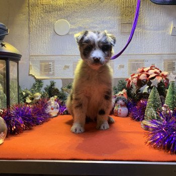 chiot Berger australien Bleu merle bicolore Male bleu bi Elevage in memory of nanou