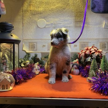 chiot Berger australien Bleu merle bicolore Male bleu bi Elevage in memory of nanou