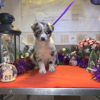 chiot Berger australien Bleu merle bicolore Male bleu bi Elevage in memory of nanou