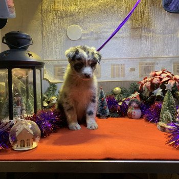 chiot Berger australien Bleu merle bicolore Male bleu bi Elevage in memory of nanou