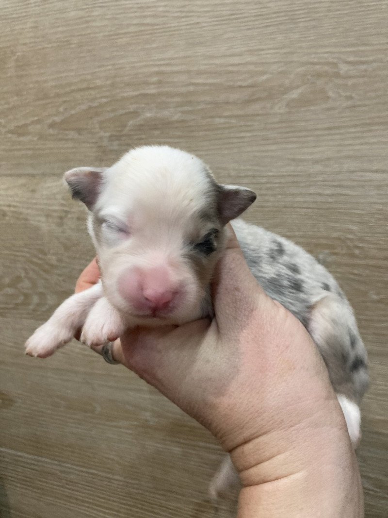 Femelle bleu tri demi tête blanche In memory of nanou Femelle Berger australien Femelle bleu tri demi tête blanche In memory of nanou Femelle Berger australien