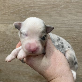 chiot Berger australien Bleu merle tricolore Elevage in memory of nanou chiot Berger australien Bleu merle tricolore Elevage in memory of nanou