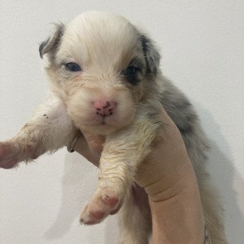 chiot Berger australien Bleu merle tricolore Elevage in memory of nanou chiot Berger australien Bleu merle tricolore Elevage in memory of nanou