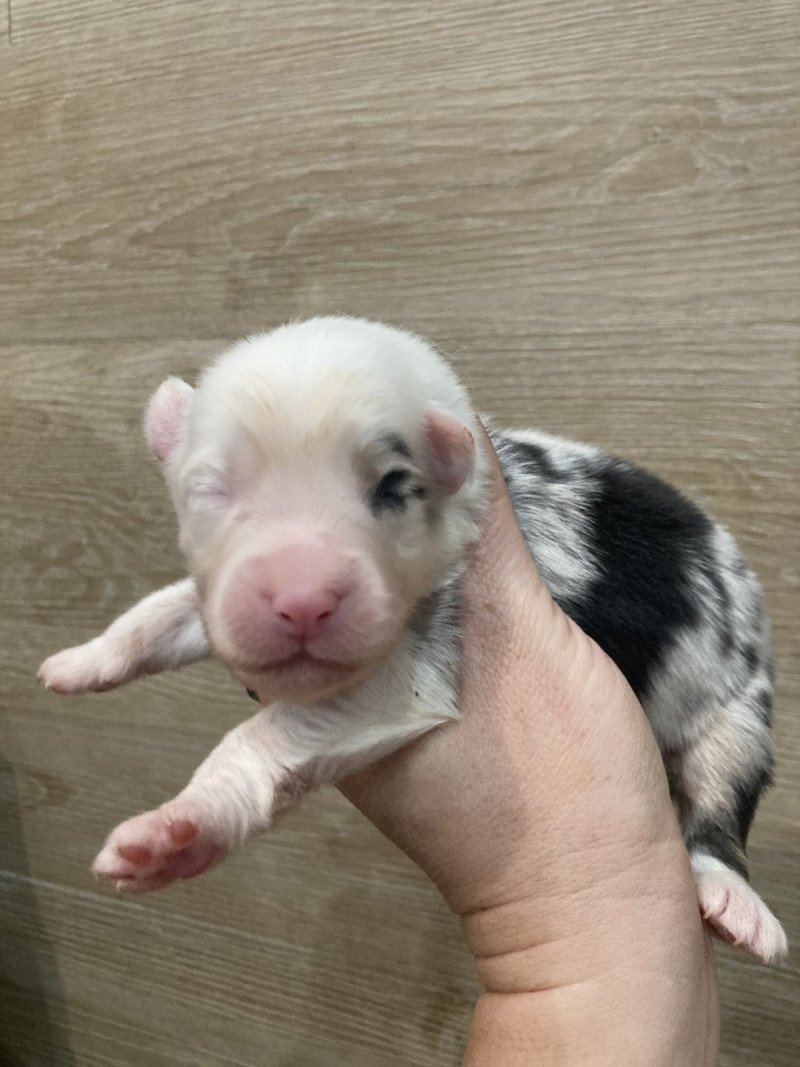 Male bleu tri demi tête blanche In memory of nanou Mâle Berger australien Male bleu tri demi tête blanche In memory of nanou Mâle Berger australien