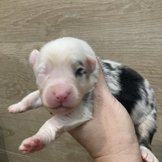 Male bleu tri demi tête blanche In memory of nanou Mâle Berger australien