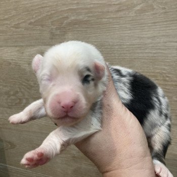 chiot Berger australien Bleu merle tricolore Elevage in memory of nanou chiot Berger australien Bleu merle tricolore Elevage in memory of nanou