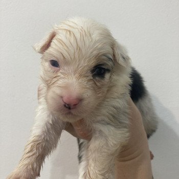 chiot Berger australien Bleu merle tricolore Elevage in memory of nanou chiot Berger australien Bleu merle tricolore Elevage in memory of nanou