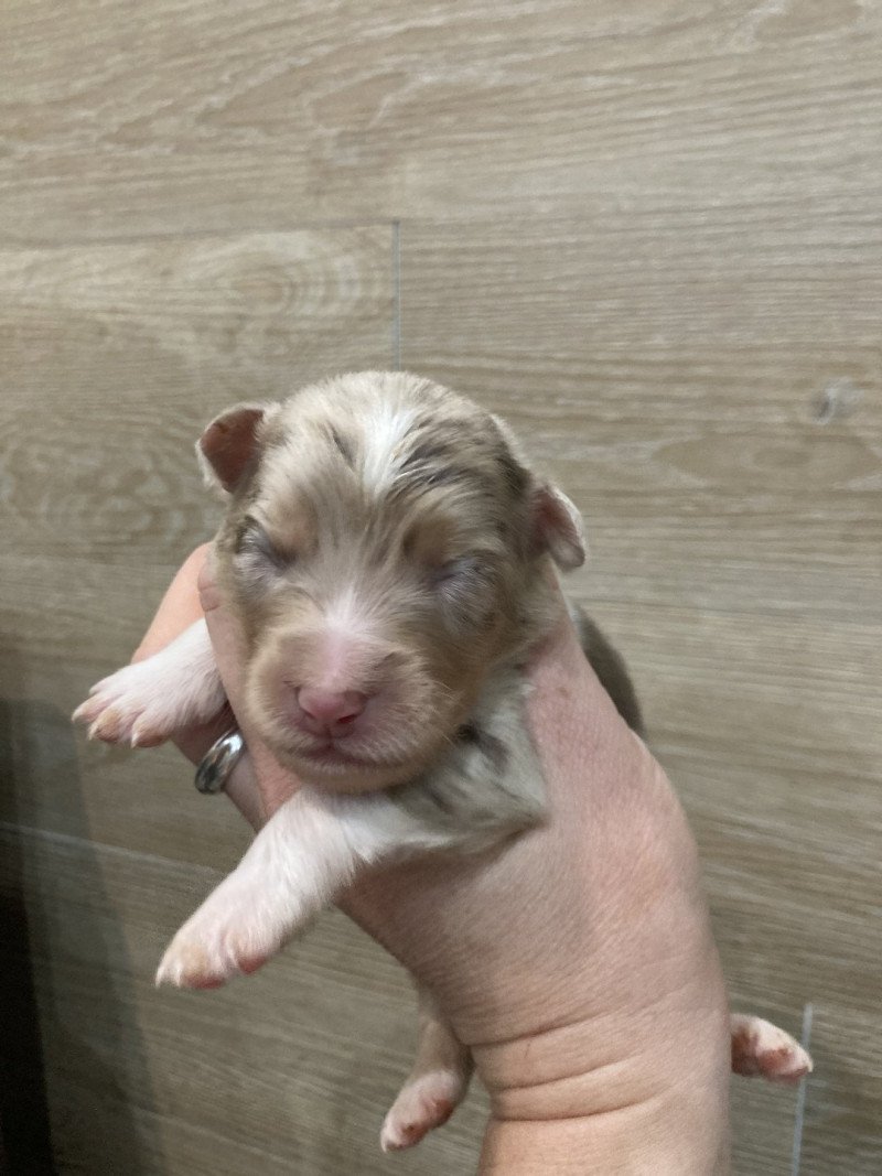 Mâle rouge merle In memory of nanou Mâle Berger australien Mâle rouge merle In memory of nanou Mâle Berger australien