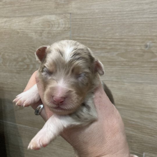 Mâle rouge merle In memory of nanou Mâle Berger australien