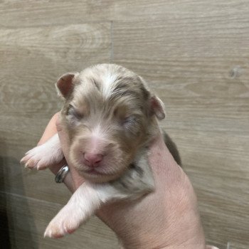 chiot Berger australien Rouge merle Elevage in memory of nanou chiot Berger australien Rouge merle Elevage in memory of nanou