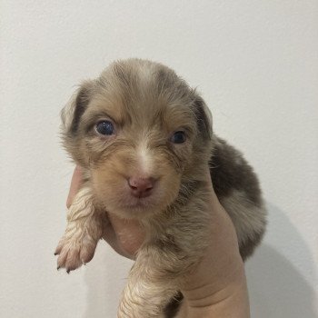 chiot Berger australien Rouge merle Elevage in memory of nanou chiot Berger australien Rouge merle Elevage in memory of nanou
